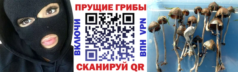 Купить  Златоуст  Галлюциногенные грибы мицелий 